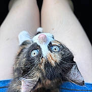 Winnie is registered to the contest to win money with this photo: animal, blue_eyes, cat, closeup, curious, cute, denim, ears, fur, indoor, kitten, lap, legs, looking_up, person, pet, portrait, shorts, tortoiseshell, whiskers