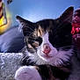 Winnie joined the competition — help win amazing prizes! animal, blanket, calico, cat, close_up, cozy, cute, domestic, feline, fur, indoor, muzzle, paw, pet, pink_nose, relaxed, resting, sleeping, soft_texture, whiskers