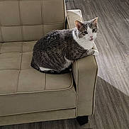 Louie joined the competition — help win amazing prizes! animal, armrest, cat, chair, curious, domestic_cat, feline, floor, gray_cat, home, indoor, leather_chair, looking_at_camera, pet, pet_bowl, relaxed, resting, room, white_cat, wooden_floor