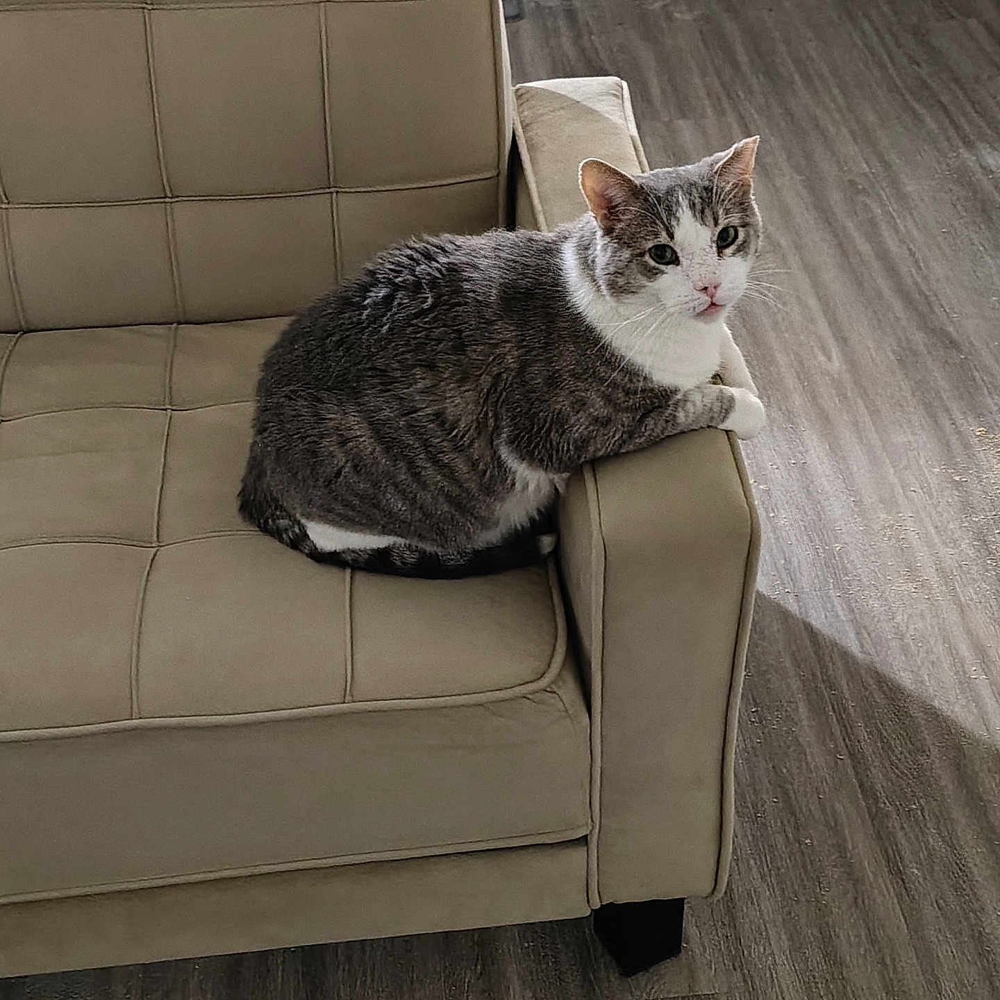 Louie