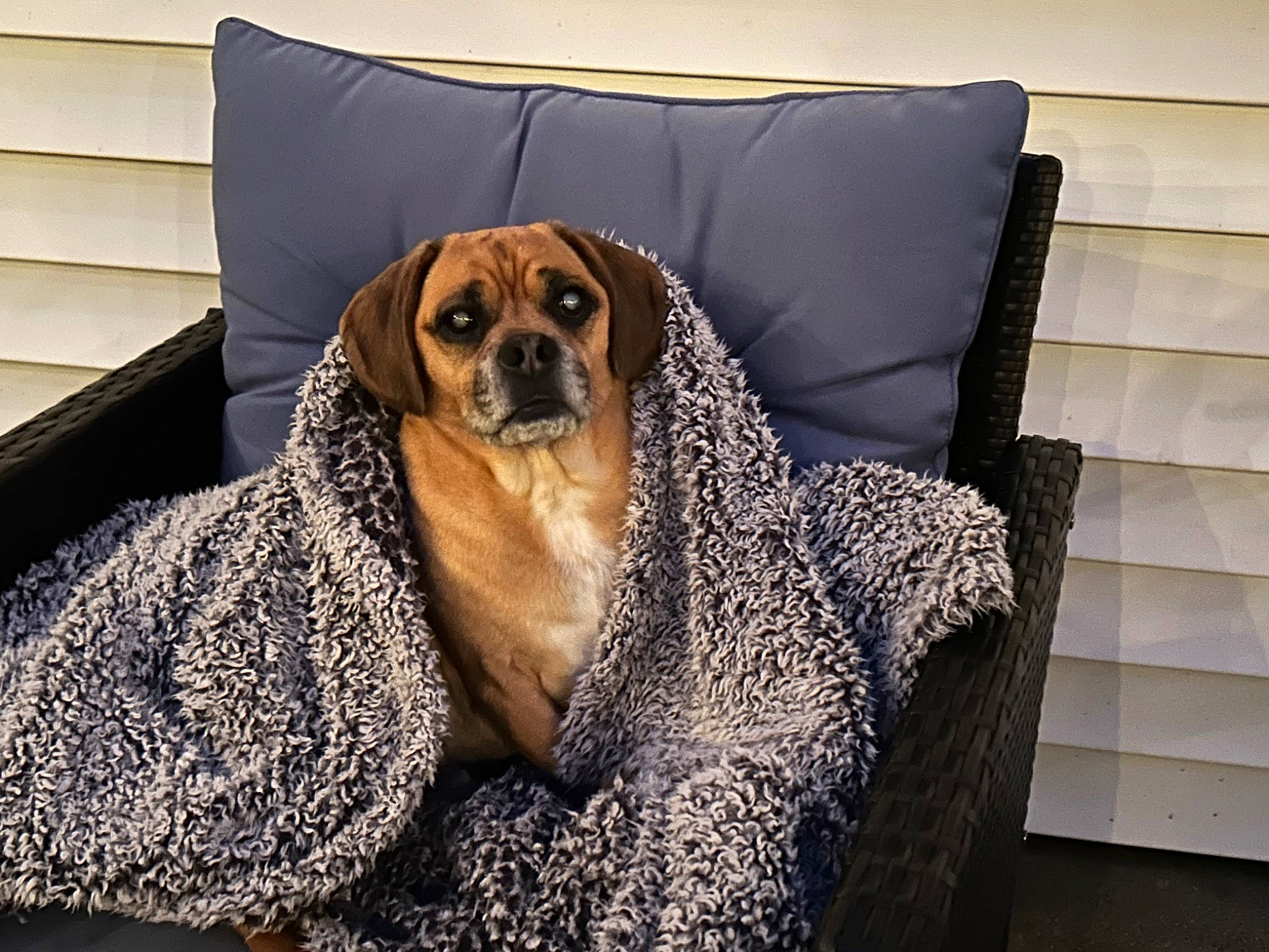 Vito joined the competition — help win amazing prizes! canidae, carnivore, comfort, companion_dog, couch, dog, dog_breed, dog_supply, fawn, flooring, hardwood, linens, pet_supply, snout, sporting_group, studio_couch, terrestrial_animal, whiskers, wood, working_animal