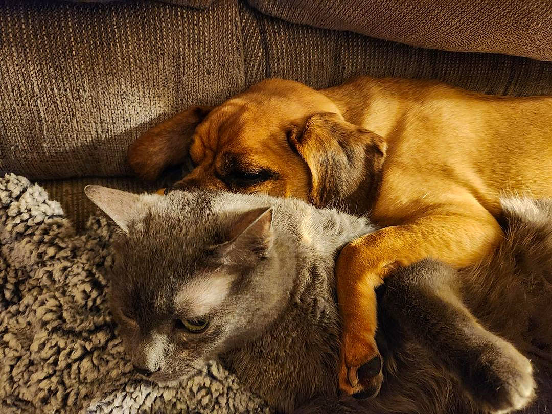 Vito joined the competition — help win amazing prizes! bored, canidae, carnivore, comfort, companion_dog, dog, dog_breed, fawn, fur, liver, nap, paw, sleep, snout, sporting_group, terrestrial_animal, toy_dog, whiskers, wood, working_animal