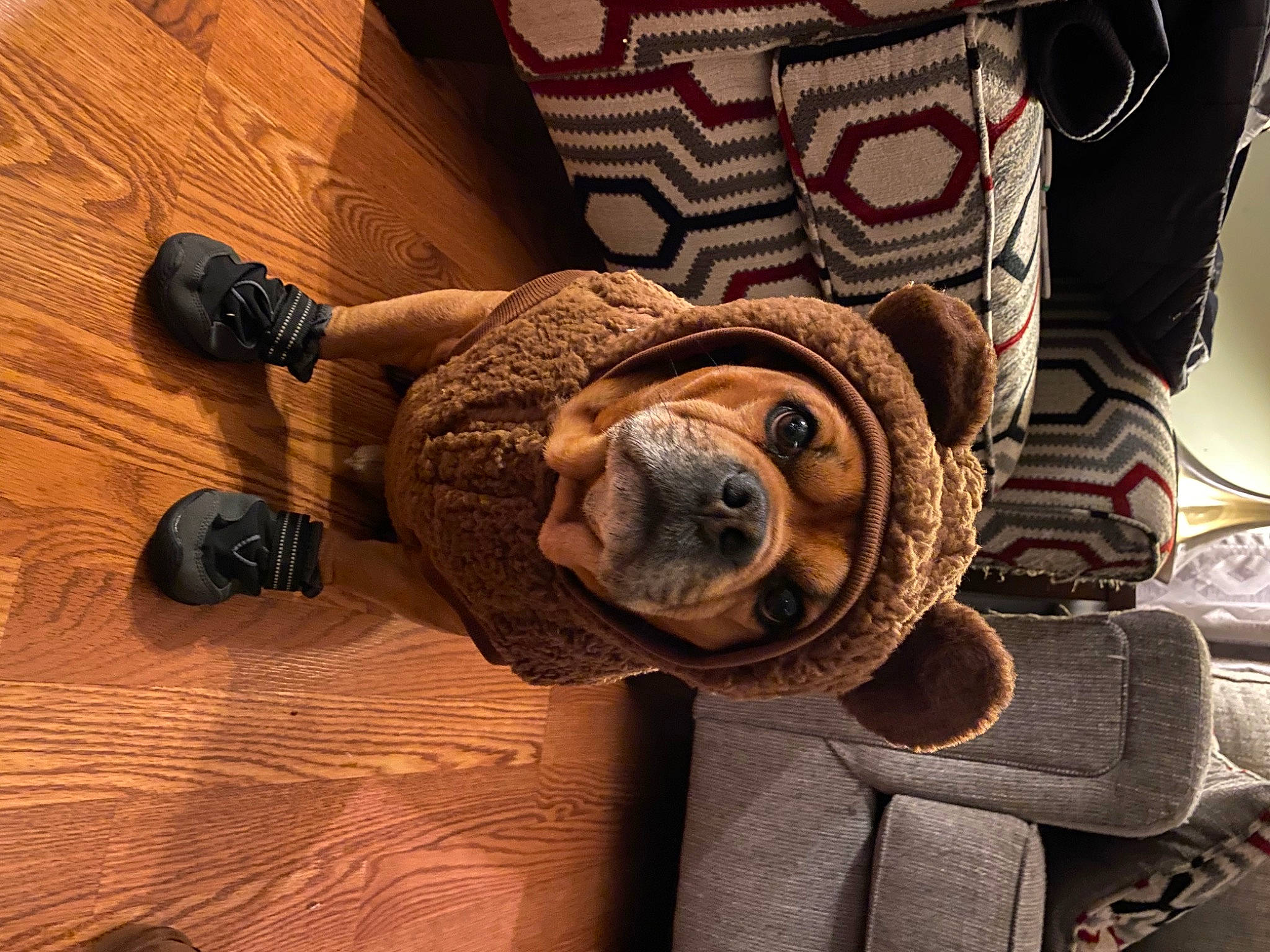 Vito joined the competition — help win amazing prizes! artifact, auto_part, canidae, carnivore, companion_dog, felidae, flooring, fur, hardwood, human_leg, machine, metal, pattern, personal_protective_equipment, room, small_to_medium_sized_cats, sporting_group, wood, wood_flooring, working_animal