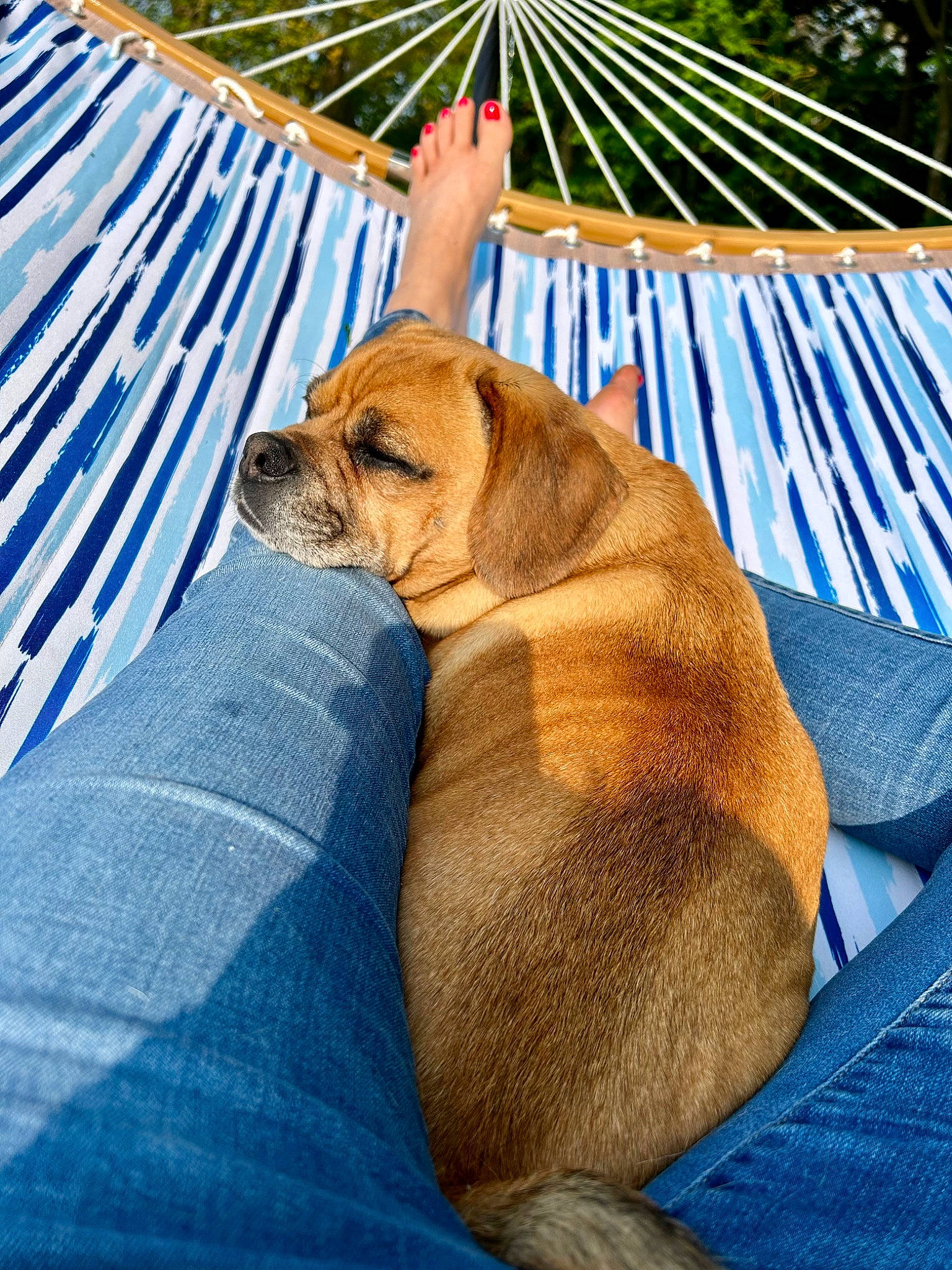 Vito joined the competition — help win amazing prizes! carnivore, comfort, companion_dog, dog, dog_breed, dog_supply, electric_blue, fawn, leisure, liver, outdoor_furniture, palm_tree, paw, pet_supply, plant, shade, sporting_group, whiskers, wood, working_animal