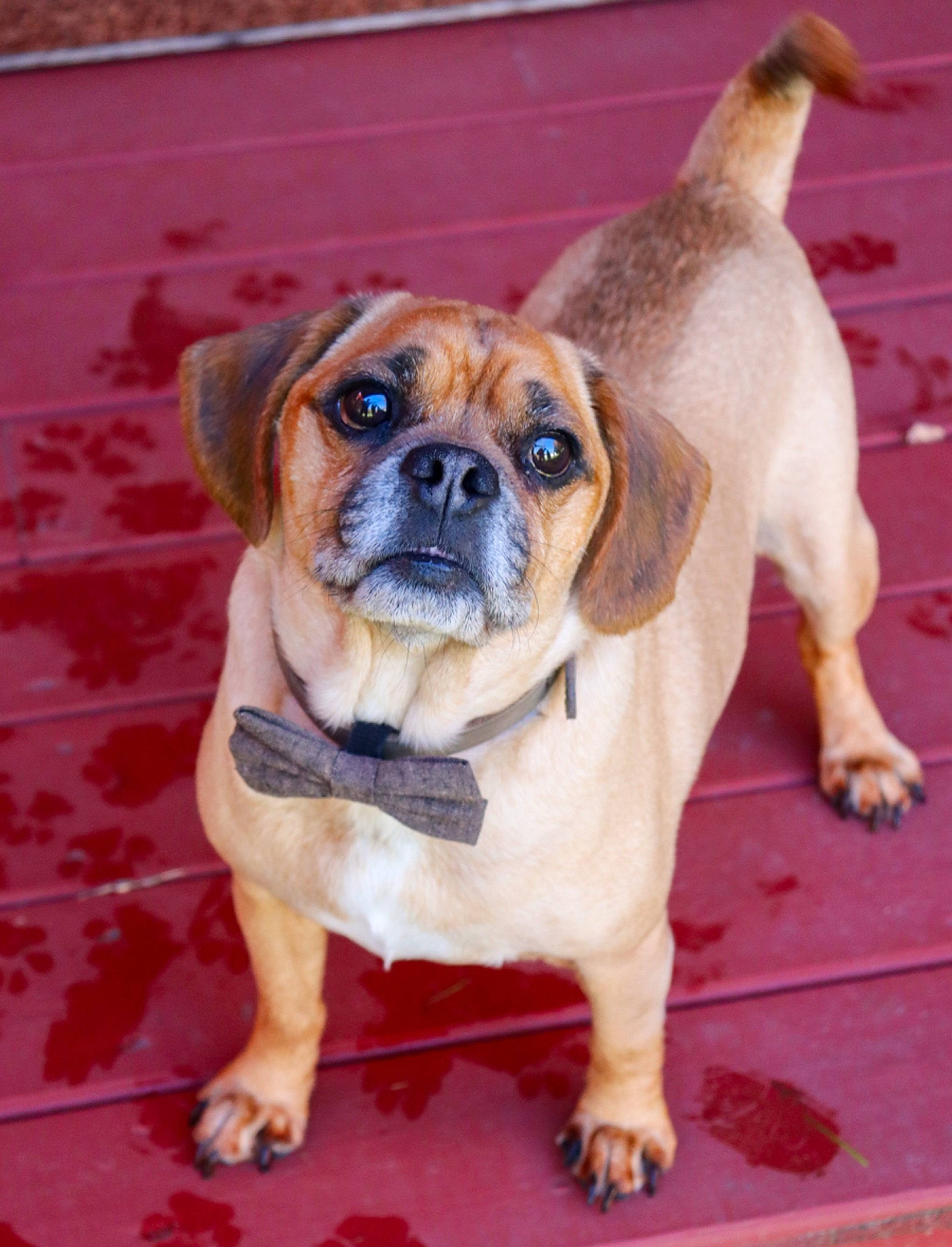 Vito joined the competition — help win amazing prizes! ancient_dog_breeds, canidae, carnivore, collar, companion_dog, dog, dog_breed, dog_collar, door, fawn, flooring, non_sporting_group, plant, snout, sporting_group, working_dog, wrinkle