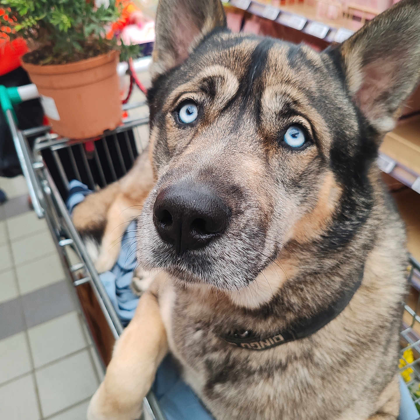 Shiro a rejoint le concours — aidez-le/la à gagner de superbes lots ! animal, canine, clothing, cookware, dog, flower, flowerarrangement, germanshepherd, glove, handrail, hound, husky, jar, pet, plant, planter, pot, pottedplant, pottery, puppy