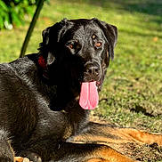 Vénus a rejoint le concours — aidez-le/la à gagner de superbes lots ! dog, black_dog, tan_paws, tongue_out, outdoor, grass, sunlight, pet, animal, canine, lying_down, collar, happy, playful, summer, nature, close_up, muzzle, ears, relaxed