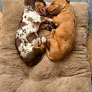 Milo And Nala joined the competition — help win amazing prizes! dogs, puppies, canine, snuggling, sleeping, curled_up, pet_bed, blanket, plush, cozy, indoors, brown_dog, spotted_dog, short_hair, paws, closed_eyes, relaxed, affectionate, top_down_view, cute