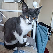 Volt participe au concours pour gagner de l'argent avec cette photo : cat, gray_cat, white_cat, pet, indoor, bed, blanket, furniture, bag, floor, door, curious, animal, tail, paws, head, ears, eyes, resting, cozy