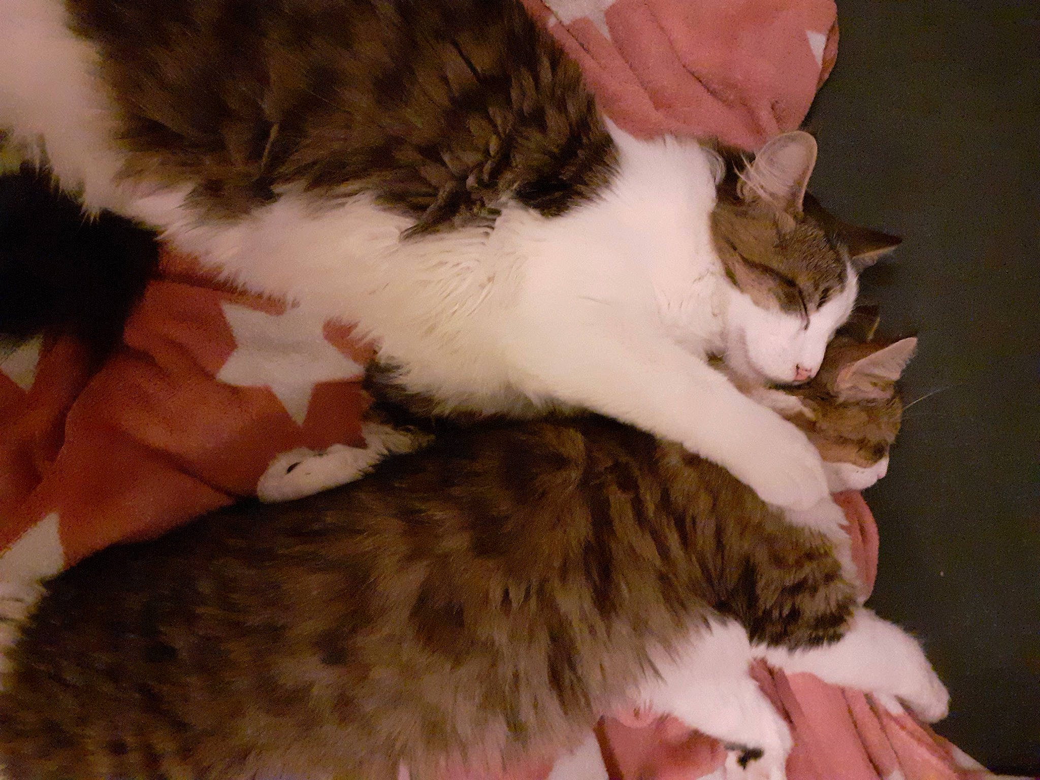 Tempo a rejoint le concours — aidez-le/la à gagner de superbes lots ! brown, carnivore, cat, claw, comfort, domestic_short_haired_cat, fawn, felidae, fur, mammal, nap, paw, sleep, small_to_medium_sized_cats, snout, tail, whiskers