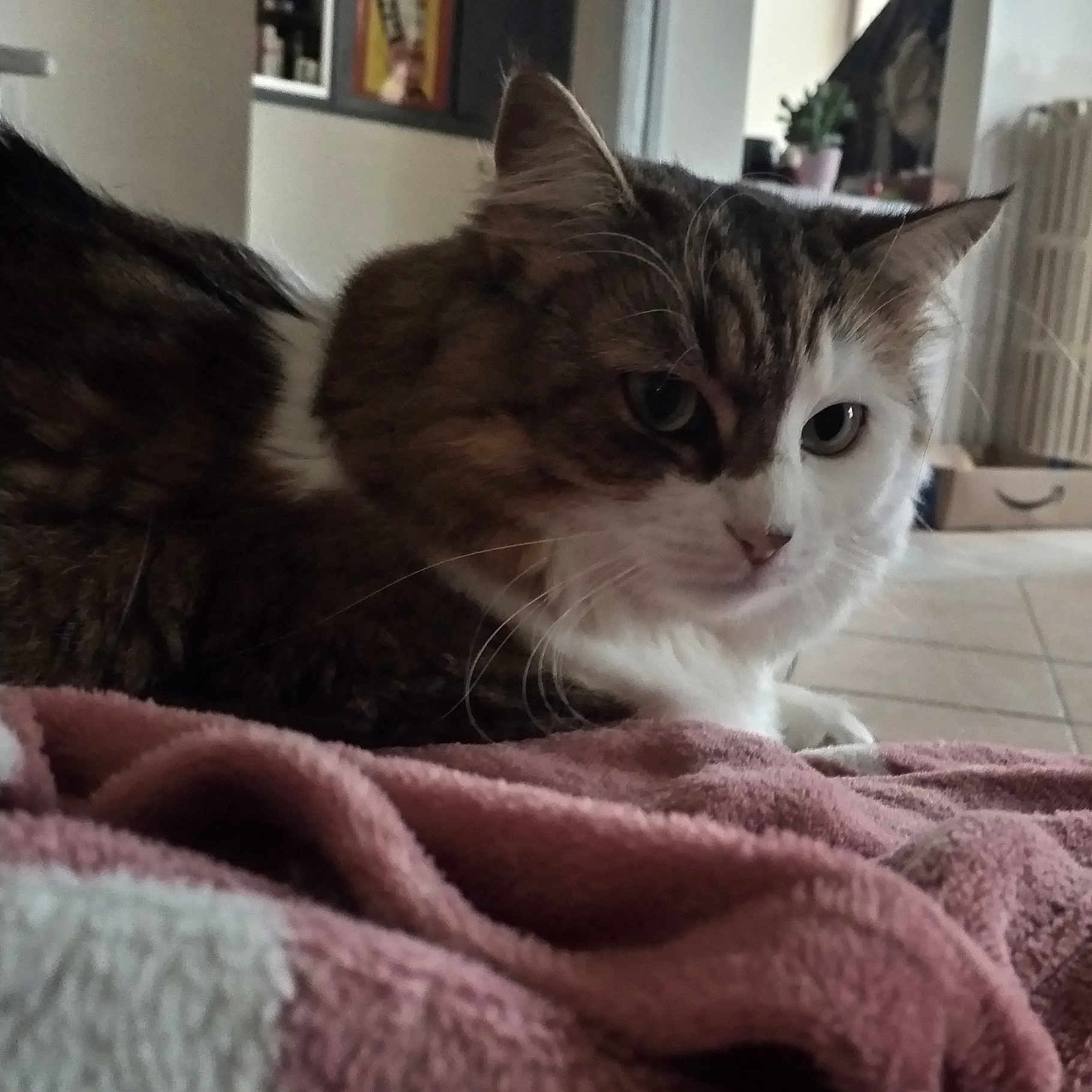 Clochette