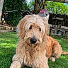April a rejoint le concours — aidez-le/la à gagner de superbes lots ! dog, golden_doodle, grass, outdoor, pergola, wooden_structure, flower, purple_flower, blue_sky, sunlight, pet, canine, nature, garden, fence, relaxed, animal, mammal, fur, playful