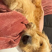 April participe au concours pour gagner de l'argent avec cette photo : dog, golden_retriever, blanket, cozy, sleepy, fur, pet, snuggling, human, white_clothing, close_up, indoor, resting, relaxed, warm_colors, companion, comfort, couch, animal, friendship