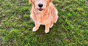 April a rejoint le concours — aidez-le/la à gagner de superbes lots ! dog, puppy, golden_doodle, grass, outdoor, pet, cute, fur, canine, animal, sitting, looking_up, nature, young, friendly, adorable, companion, playful, fluffy, garden