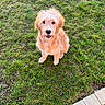 adorable, animal, canine, companion, cute, dog, fluffy, friendly, fur, garden, golden_doodle, grass, looking_up, nature, outdoor, pet, playful, puppy, sitting, young