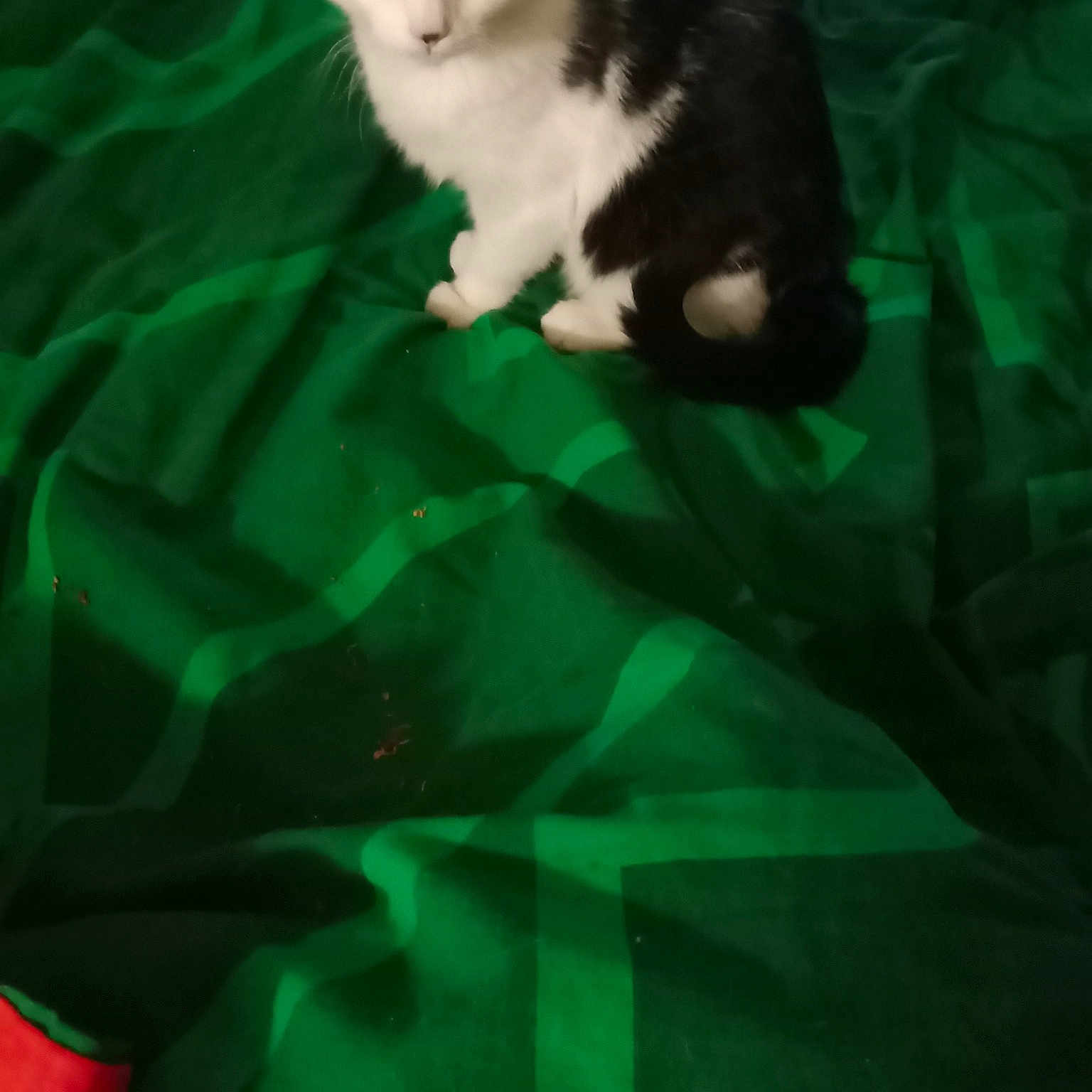 Nala