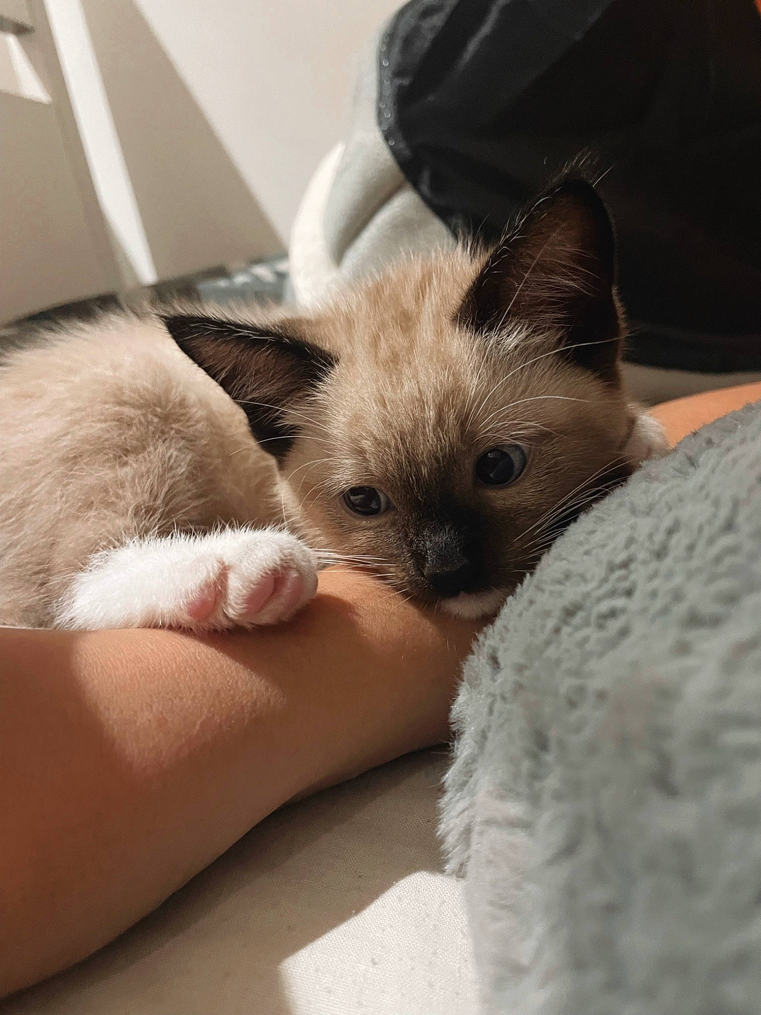 Echo is registered to the contest to win money with this photo: balinese, carnivore, cat, claw, comfort, domestic_short_haired_cat, fawn, felidae, fur, human_leg, linens, paw, siamese, small_to_medium_sized_cats, snout, tail, terrestrial_animal, thai, tonkinese, whiskers