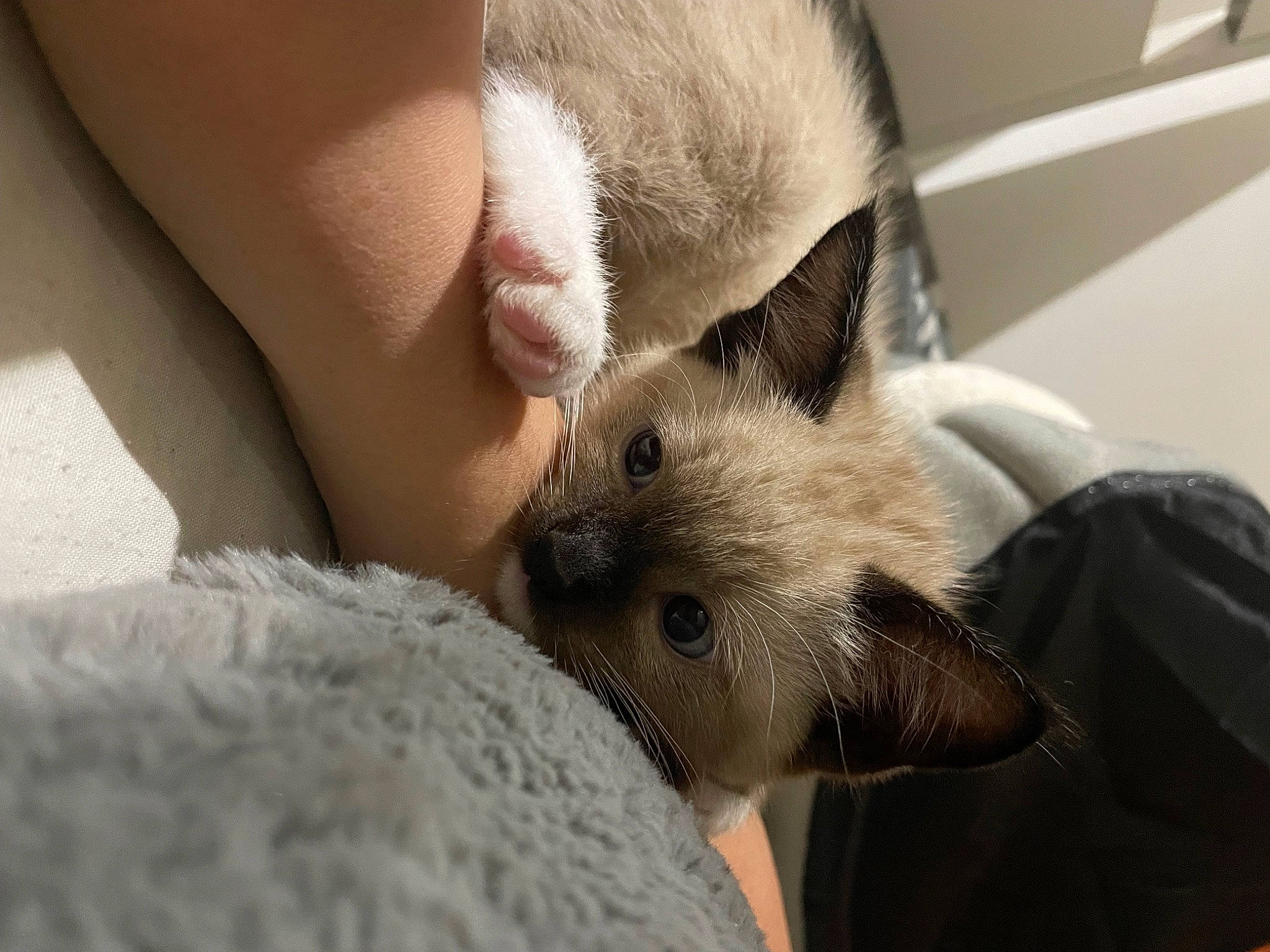 Echo is registered to the contest to win money with this photo: canidae, carnivore, cat, claw, comfort, fawn, felidae, foot, fur, marsupial, nap, paw, small_to_medium_sized_cats, snout, terrestrial_animal, whiskers, wildlife