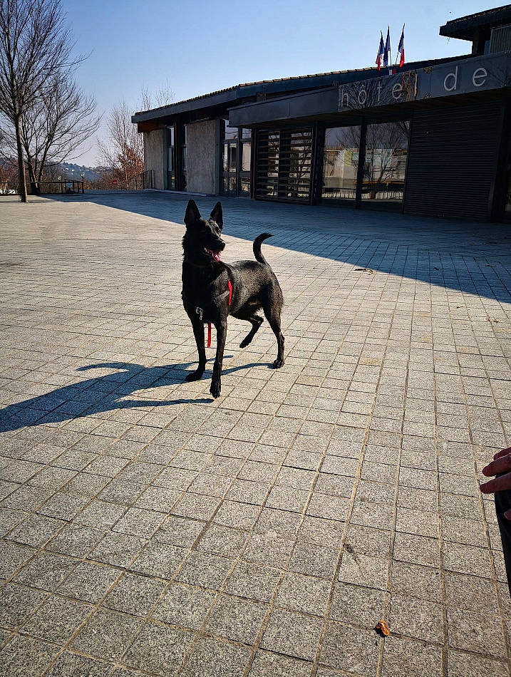 Nessa a rejoint le concours — aidez-le/la à gagner de superbes lots ! canidae, carnivore, city, cloud, dog, dog_breed, dog_walking, floor, flooring, guard_dog, horse, house, leash, non_sporting_group, road_surface, sky, sporting_group, street, tree, working_dog