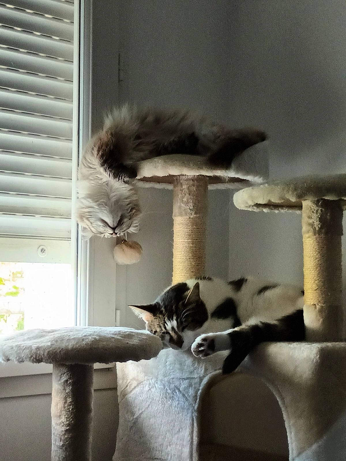 Yuki participe au concours pour gagner de l'argent avec cette photo : carnivore, cat, cat_furniture, cat_supply, felidae, fur, grey, interior_design, monochrome_photography, natural_material, pet_supply, plant, room, small_to_medium_sized_cats, tail, tints_and_shades, whiskers, window, window_blind, wood