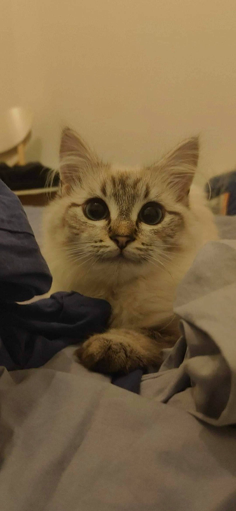 Yuki a rejoint le concours — aidez-le/la à gagner de superbes lots ! carnivore, cat, claw, comfort, domestic_short_haired_cat, eye, felidae, fur, gesture, linens, paw, small_to_medium_sized_cats, snout, tail, whiskers