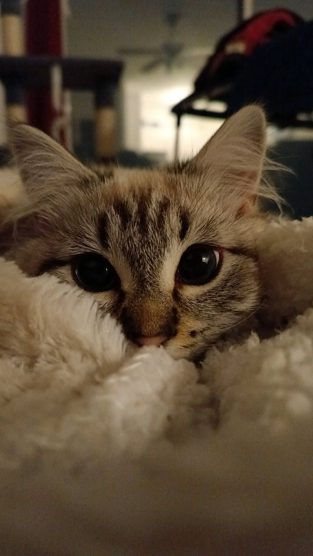 Yuki a rejoint le concours — aidez-le/la à gagner de superbes lots ! carnivore, cat, claw, cloud, domestic_short_haired_cat, eye, felidae, fur, monochrome_photography, paw, photo_caption, sky, small_to_medium_sized_cats, snout, terrestrial_animal, whiskers, wildlife, window