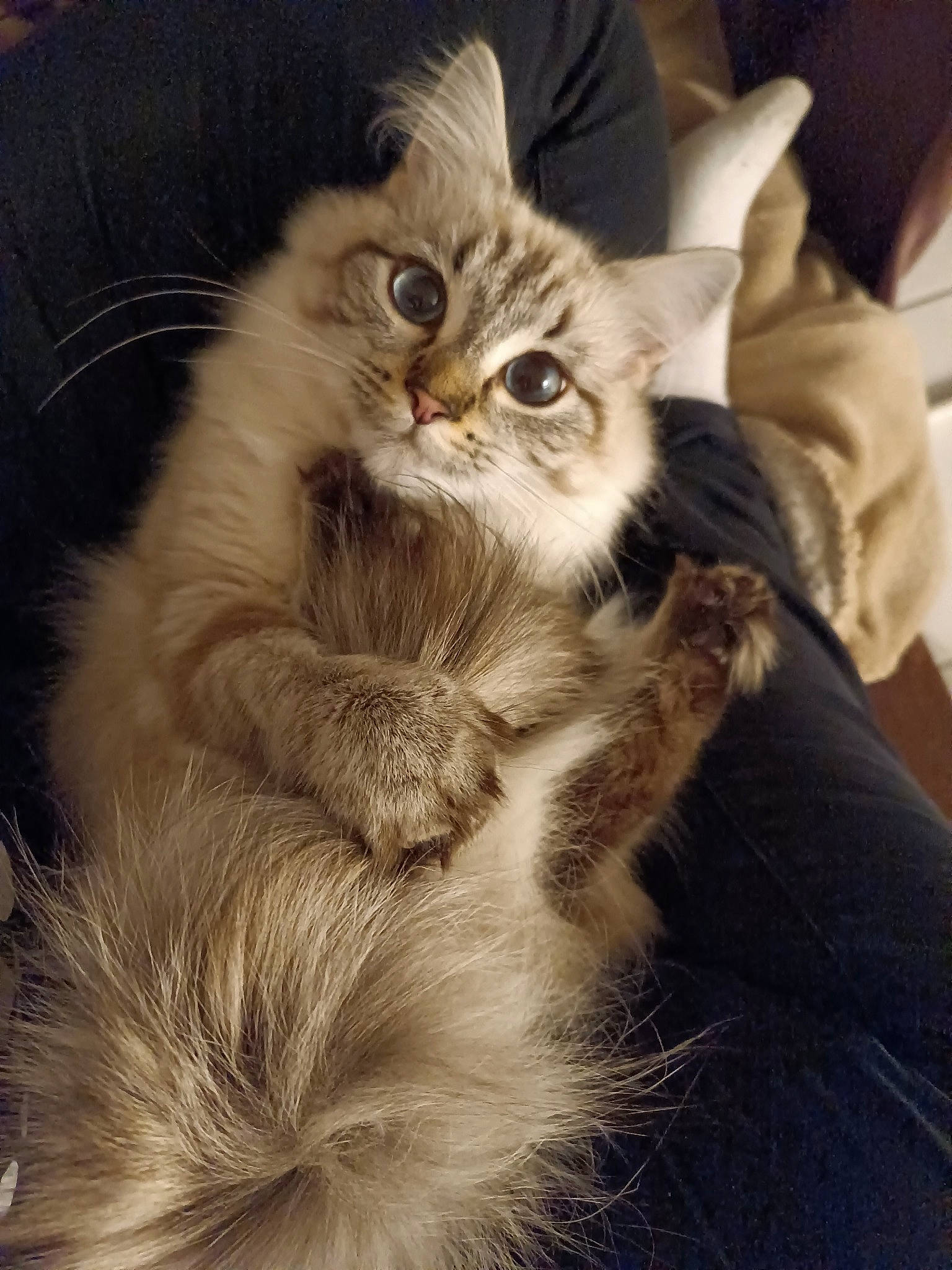 Yuki participe au concours pour gagner de l'argent avec cette photo : art, box, british_longhair, carnivore, cat, claw, comfort, domestic_short_haired_cat, fawn, felidae, fur, iris, paw, small_to_medium_sized_cats, snout, terrestrial_animal, whiskers