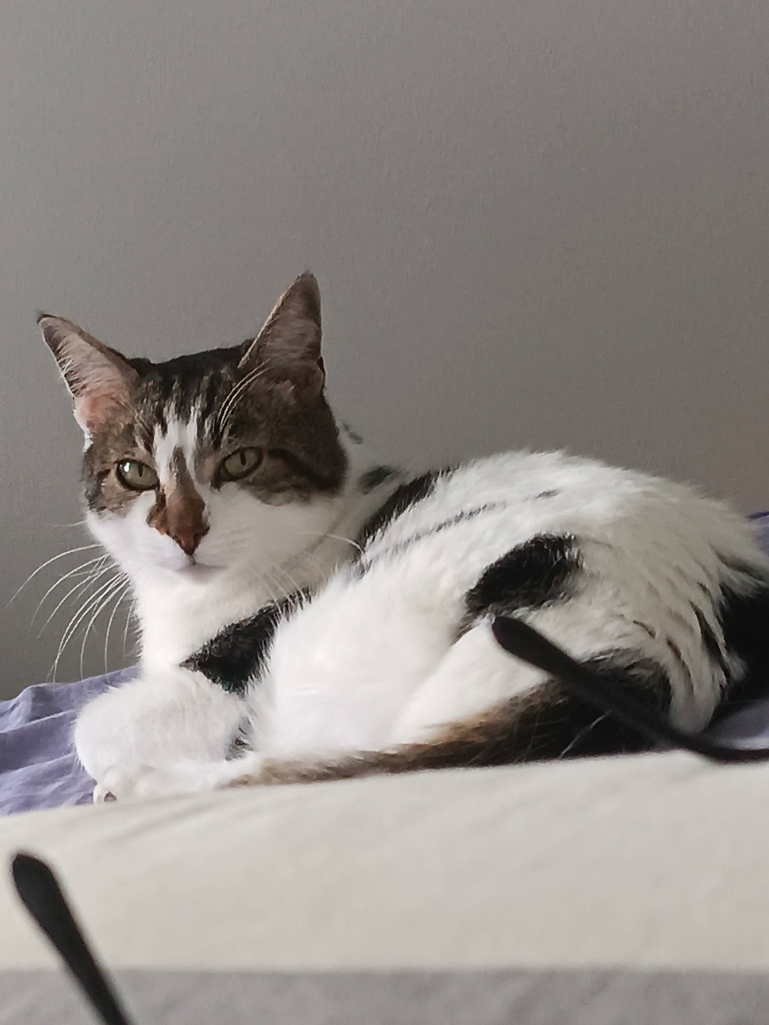 Power a rejoint le concours — aidez-le/la à gagner de superbes lots ! carnivore, cat, claw, comfort, domestic_short_haired_cat, eye, felidae, fur, monochrome, monochrome_photography, paw, sitting, small_to_medium_sized_cats, snout, tail, whiskers