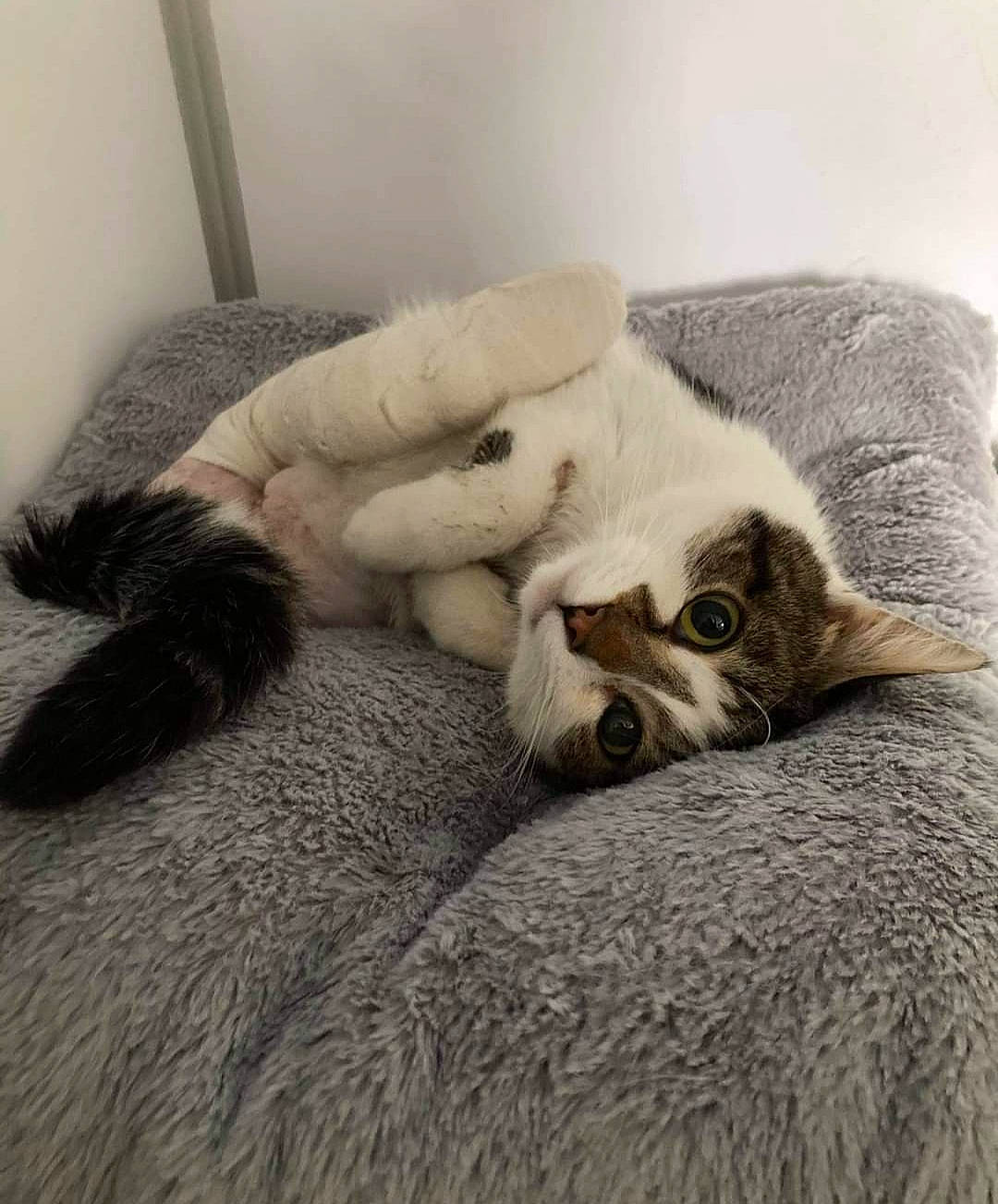 Power participe au concours pour gagner de l'argent avec cette photo : canidae, carnivore, cat, cat_bed, claw, comfort, domestic_short_haired_cat, fawn, felidae, fur, grey, linens, nap, paw, sleep, small_to_medium_sized_cats, snout, tail, terrestrial_animal, whiskers