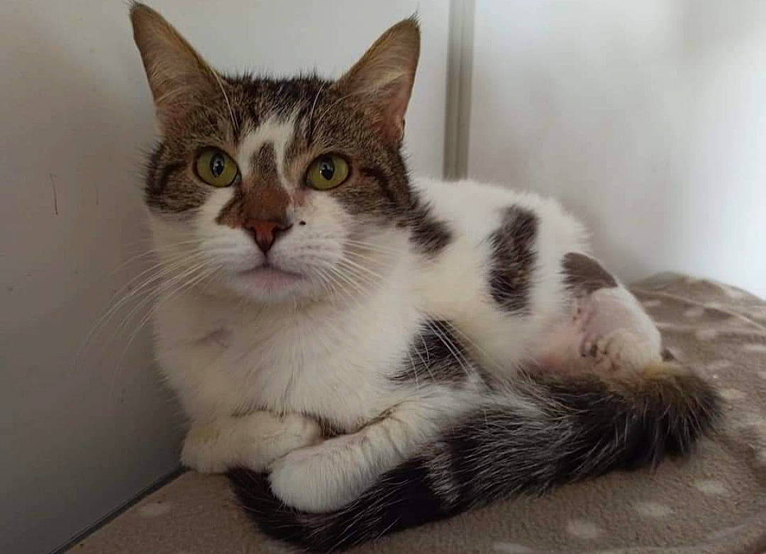 Power participe au concours pour gagner de l'argent avec cette photo : carnivore, cat, claw, domestic_short_haired_cat, felidae, foot, fur, paw, small_to_medium_sized_cats, snout, tail, whiskers