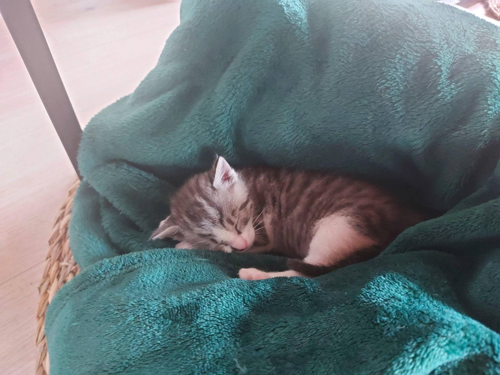 Uall-e a rejoint le concours — aidez-le/la à gagner de superbes lots ! bedtime, canidae, carnivore, cat, comfort, domestic_short_haired_cat, fawn, felidae, fur, grey, linens, nap, paw, sleep, small_to_medium_sized_cats, snout, tail, terrestrial_animal, textile, whiskers