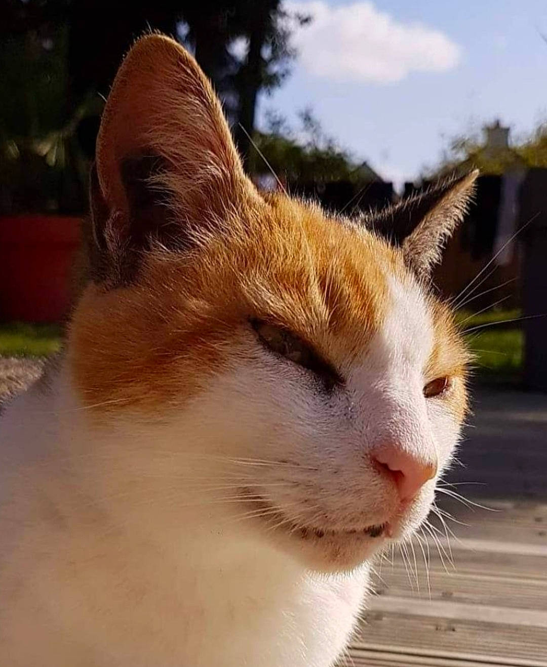 Caramel participe au concours pour gagner de l'argent avec cette photo : carnivore, cat, cloud, domestic_short_haired_cat, fawn, felidae, fur, grass, sky, small_to_medium_sized_cats, snout, tail, terrestrial_animal, tree, whiskers