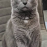 Looping participe au concours pour gagner de l'argent avec cette photo : cat, gray_cat, yellow_eyes, feline, pet, indoor, chair, fur, animal, portrait, sitting, looking_at_camera, whiskers, ears, close_up, domestic_cat, furry, alert, cute, house_pet
