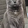 cat, gray_cat, yellow_eyes, feline, pet, indoor, chair, fur, animal, portrait, sitting, looking_at_camera, whiskers, ears, close_up, domestic_cat, furry, alert, cute, house_pet