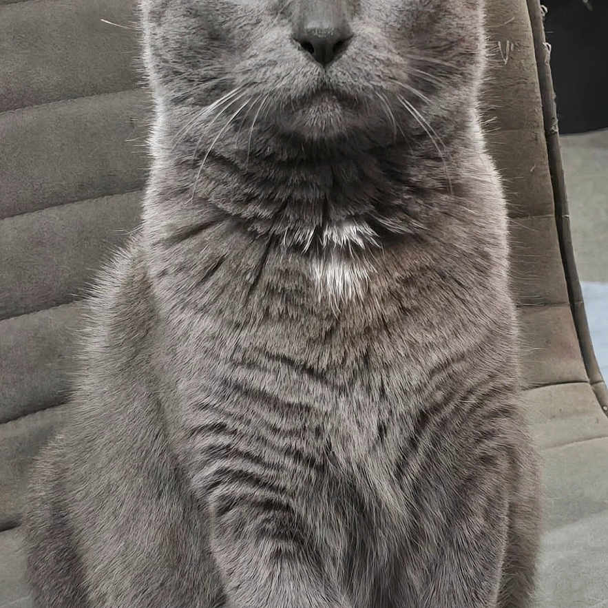 Looping participe au concours pour gagner de l'argent avec cette photo : cat, gray_cat, yellow_eyes, feline, pet, indoor, chair, fur, animal, portrait, sitting, looking_at_camera, whiskers, ears, close_up, domestic_cat, furry, alert, cute, house_pet