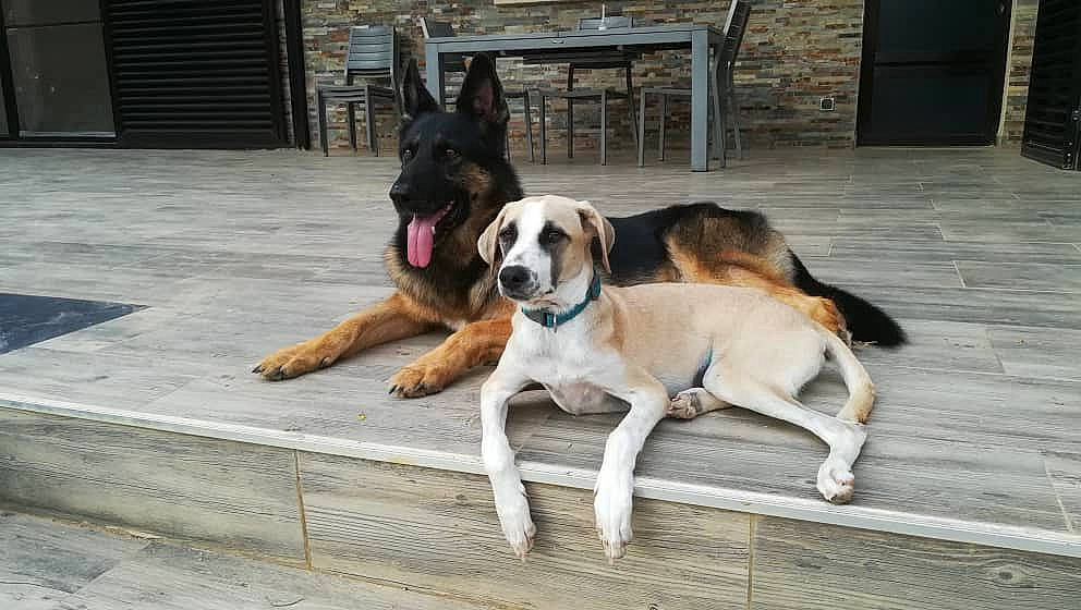 Tyson a rejoint le concours — aidez-le/la à gagner de superbes lots ! bored, canidae, carnivore, collar, companion_dog, dog, dog_breed, dog_collar, dog_supply, door, fawn, floor, flooring, hardwood, paw, sporting_group, tail, wood, working_animal, working_dog