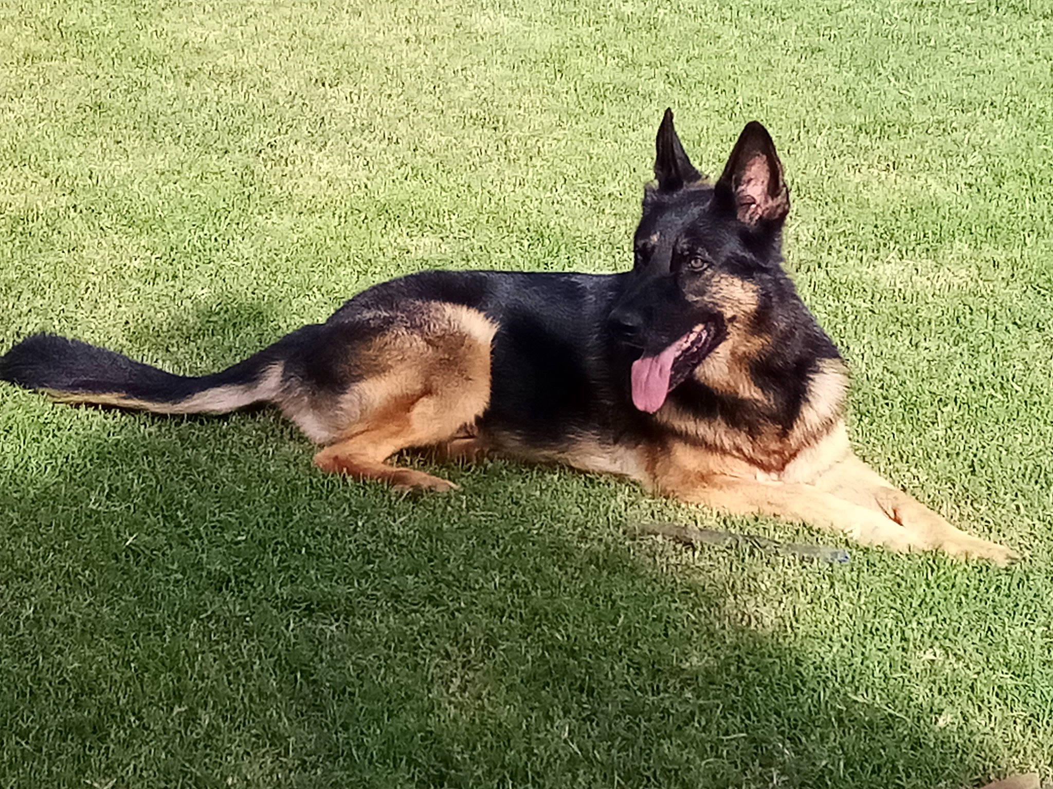 Tyson a rejoint le concours — aidez-le/la à gagner de superbes lots ! belgian_shepherd_malinois, bohemian_shepherd, canidae, canis, carnivore, companion_dog, dog, dog_breed, east_european_shepherd, german_shepherd_dog, grass, guard_dog, heat, herding_dog, king_shepherd, old_german_shepherd_dog, snout, sporting_group, terrestrial_animal, working_dog