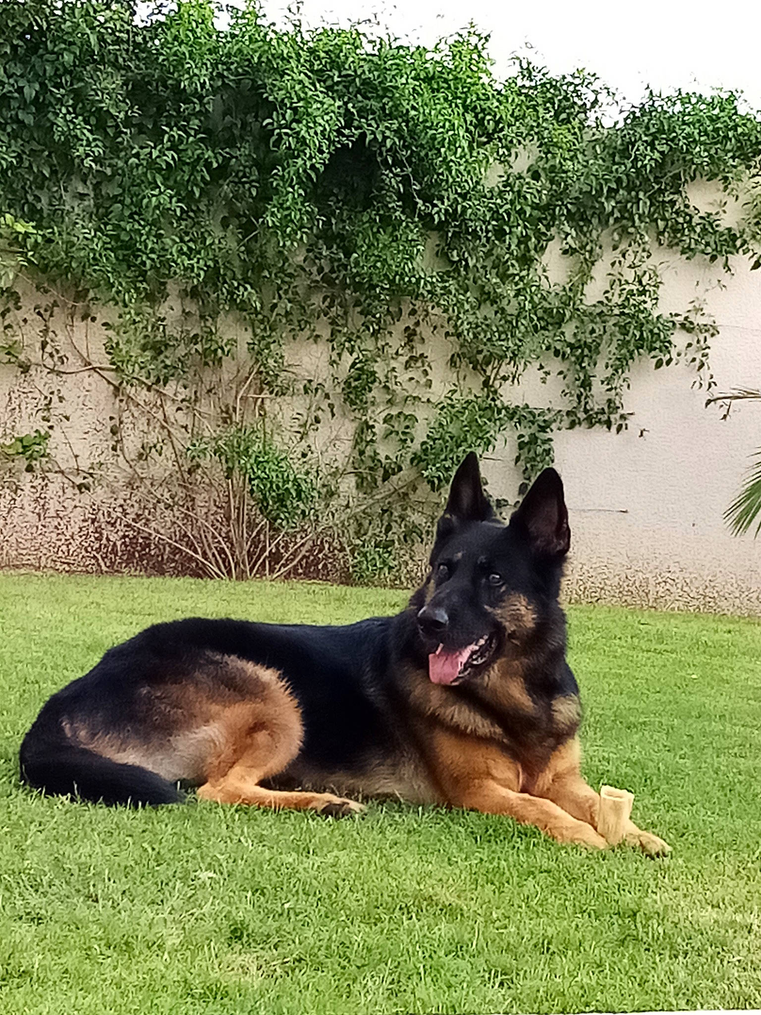 Tyson a rejoint le concours — aidez-le/la à gagner de superbes lots ! canidae, carnivore, companion_dog, dog, dog_breed, dog_supply, east_european_shepherd, german_shepherd_dog, giant_dog_breed, grass, guard_dog, herding_dog, king_shepherd, old_german_shepherd_dog, plant, snout, sporting_group, terrestrial_animal, working_animal, working_dog