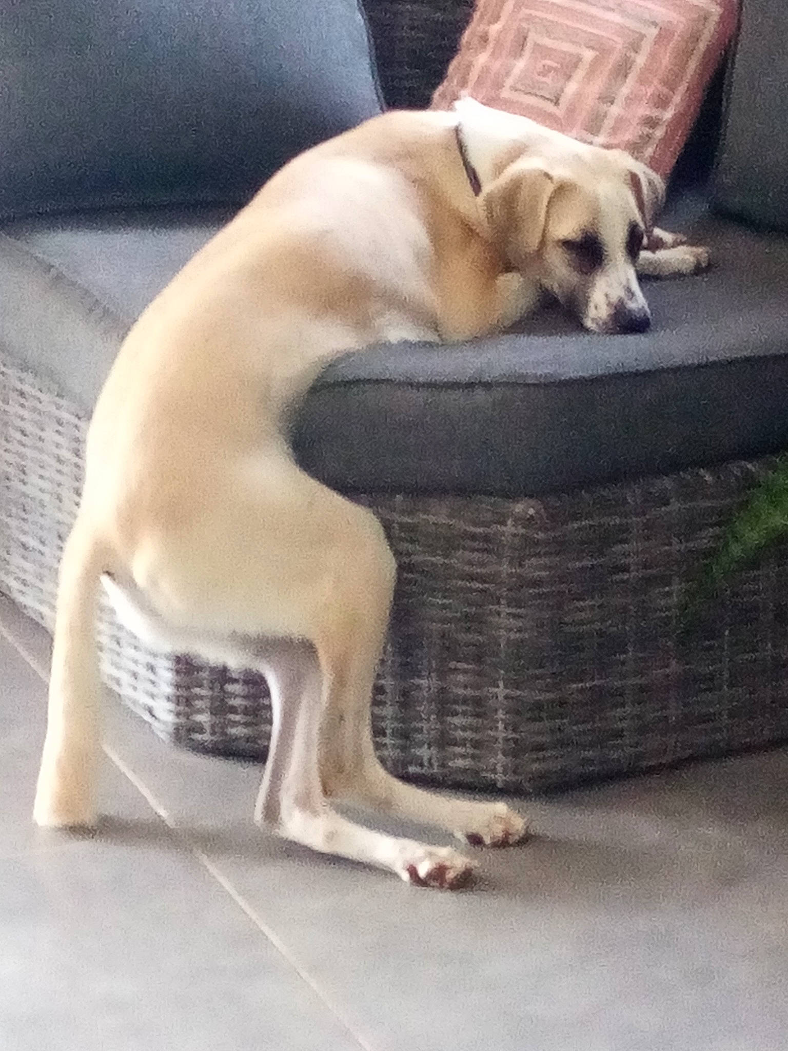 Shanghai a rejoint le concours — aidez-le/la à gagner de superbes lots ! carnivore, comfort, companion_dog, couch, dog, dog_breed, dog_supply, fawn, flooring, fur, hardwood, paw, pet_supply, retriever, snout, sporting_group, studio_couch, tail, whiskers, working_animal