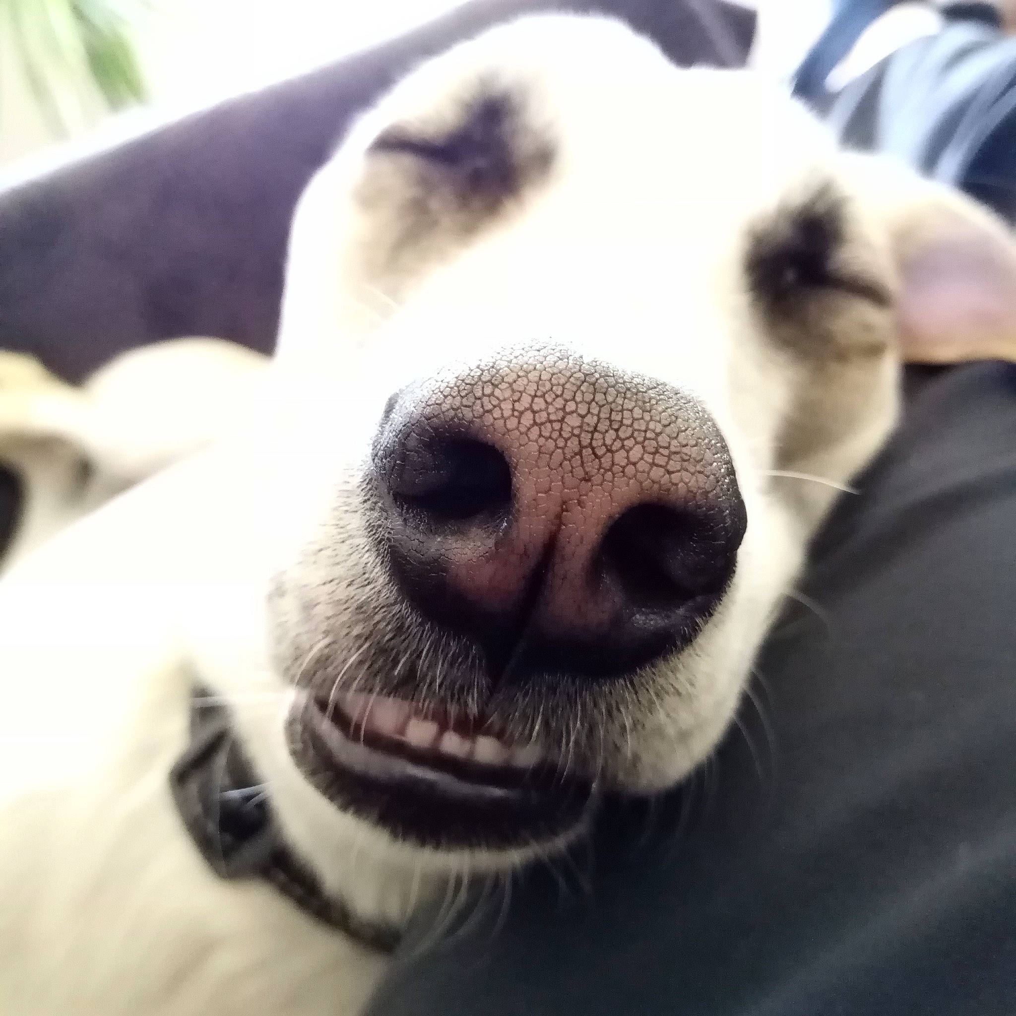 Shanghai participe au concours pour gagner de l'argent avec cette photo : canidae, carnivore, close_up, cloud, collar, companion_dog, dog, dog_breed, ear, fur, mammal, metal, non_sporting_group, snout, sporting_group, terrestrial_animal, whiskers, working_animal