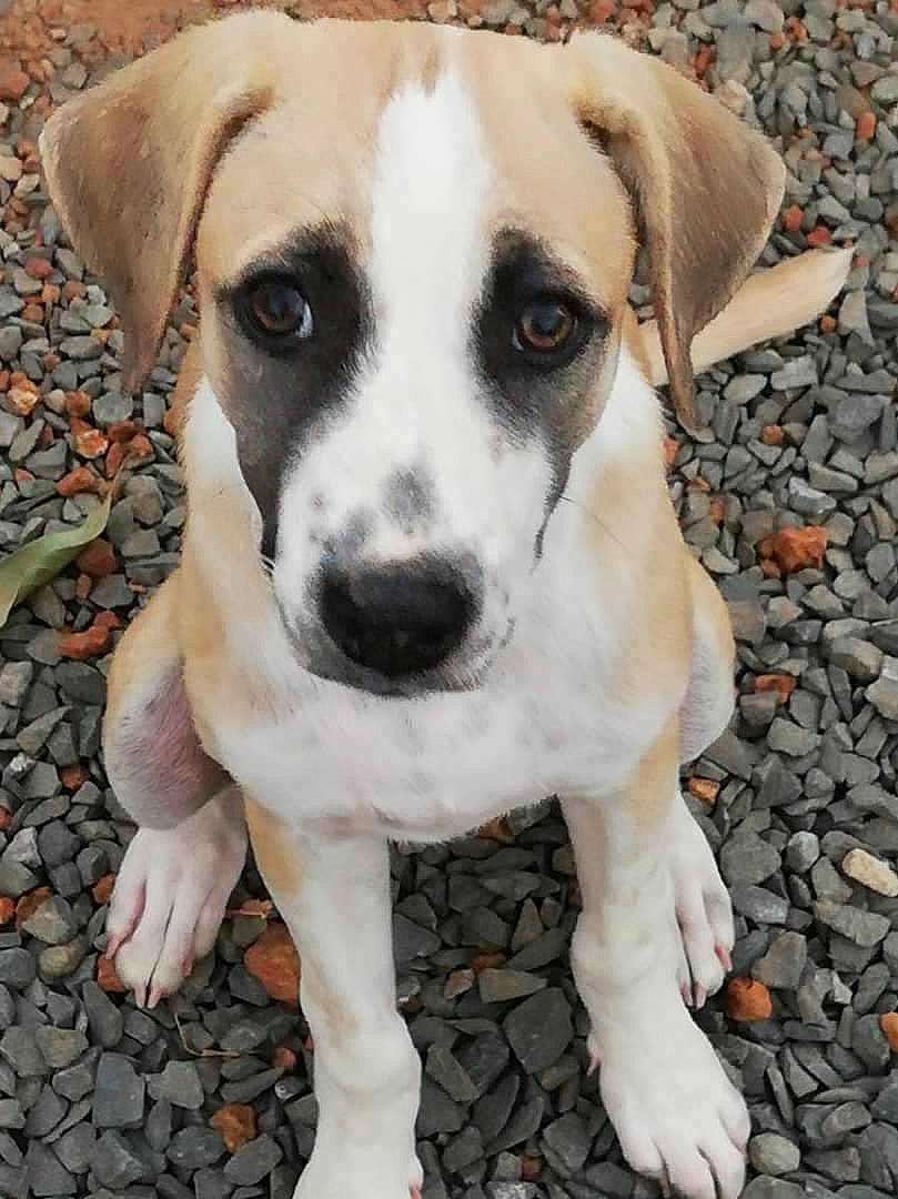 Shanghai a rejoint le concours — aidez-le/la à gagner de superbes lots ! canidae, carnivore, collar, companion_dog, dog, dog_breed, dog_collar, fawn, fur, hunting_dog, paw, pebble, puppy, puppy_love, snout, sporting_group, street_dog, whiskers, working_animal, working_dog