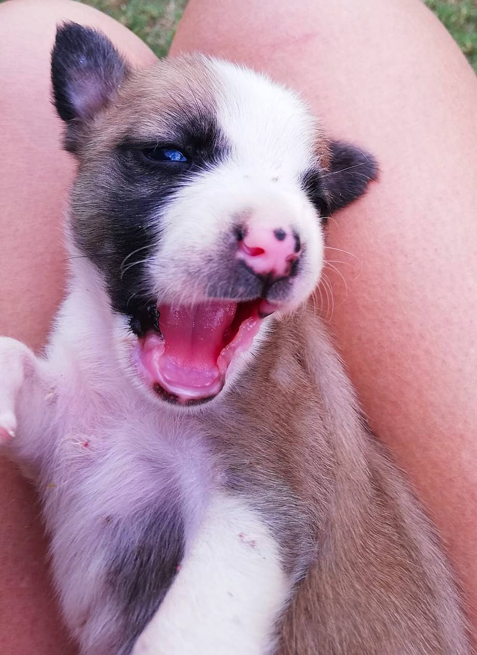 Shanghai participe au concours pour gagner de l'argent avec cette photo : canidae, carnivore, companion_dog, dog, dog_breed, ear, eyelash, fang, fawn, flesh, foot, fur, human_leg, love, paw, snout, sporting_group, tail, whiskers, working_animal