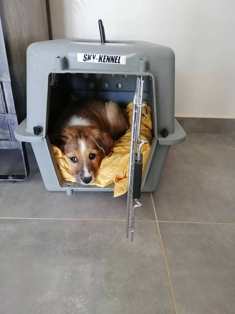 Wanda participe au concours pour gagner de l'argent avec cette photo : advertising, box, canidae, carnivore, cat_supply, companion_dog, dog, dog_breed, dog_supply, flooring, gas, home_appliance, kitchen_appliance, major_appliance, metal, pet_supply, room, snout, sporting_group, working_animal