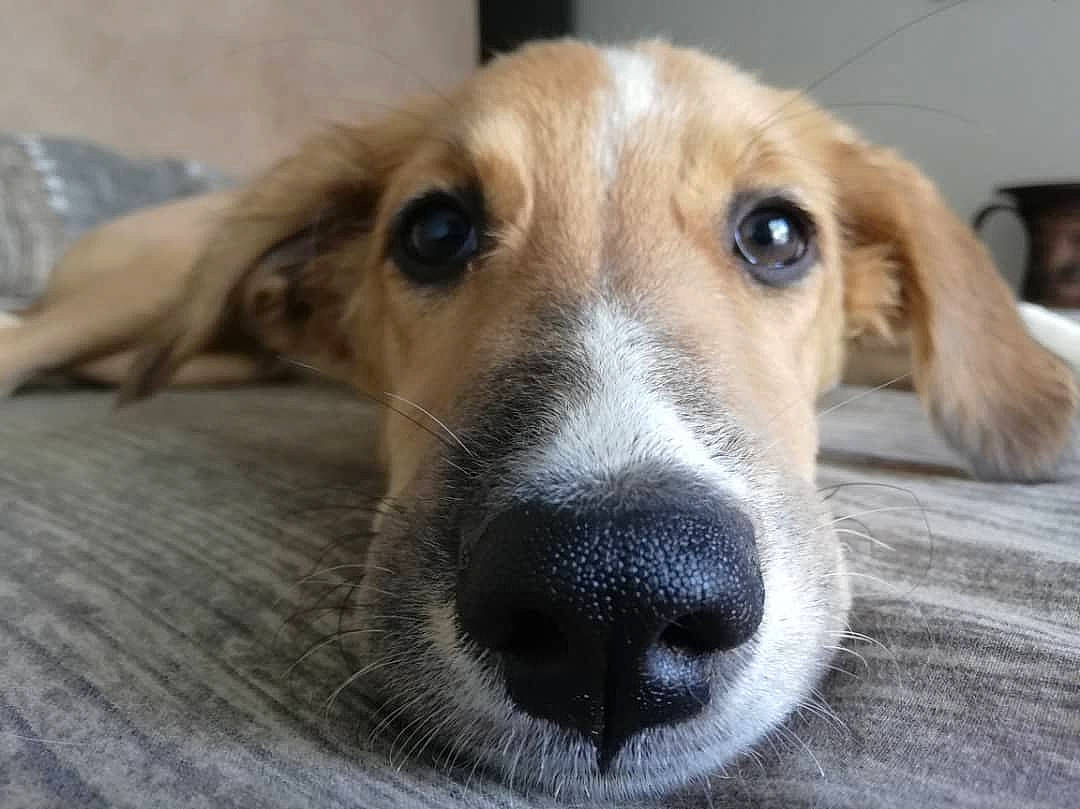 Wanda participe au concours pour gagner de l'argent avec cette photo : ancient_dog_breeds, carnivore, companion_dog, dog, dog_breed, fawn, fur, snout, sporting_group, street_dog, terrestrial_animal, whiskers, wood, working_animal