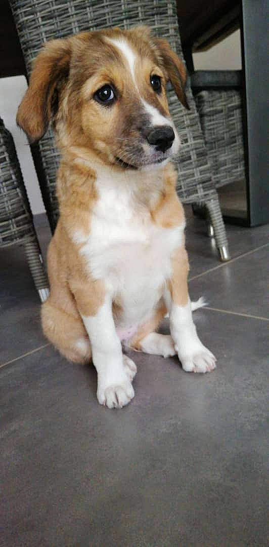 Wanda a rejoint le concours — aidez-le/la à gagner de superbes lots ! ancient_dog_breeds, canidae, carnivore, collar, companion_dog, dog, dog_breed, door, fawn, flooring, fur, hardwood, snout, sporting_group, street_dog, terrestrial_animal, whiskers, wood, working_dog