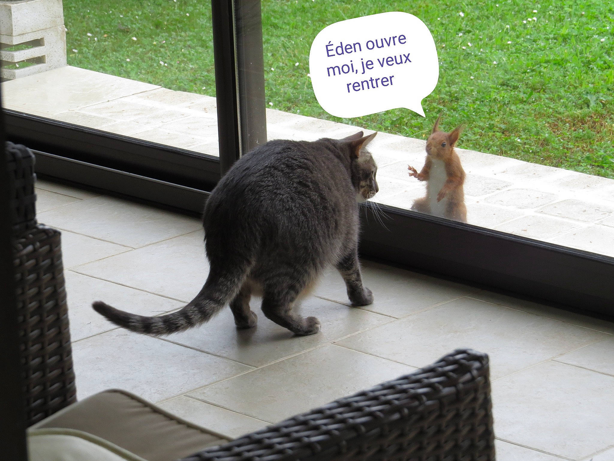 Eden participe au concours pour gagner de l'argent avec cette photo : carnivore, cat, claw, comfort, domestic_short_haired_cat, felidae, flooring, fur, grass, line, metal, plant, roof, shade, small_to_medium_sized_cats, tail, terrestrial_animal, whiskers, window