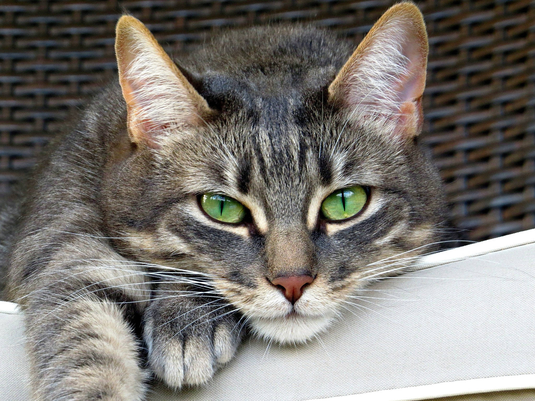 Eden participe au concours pour gagner de l'argent avec cette photo : carnivore, cat, cat_supply, curious, domestic_short_haired_cat, felidae, fur, paw, small_to_medium_sized_cats, snout, terrestrial_animal, whiskers