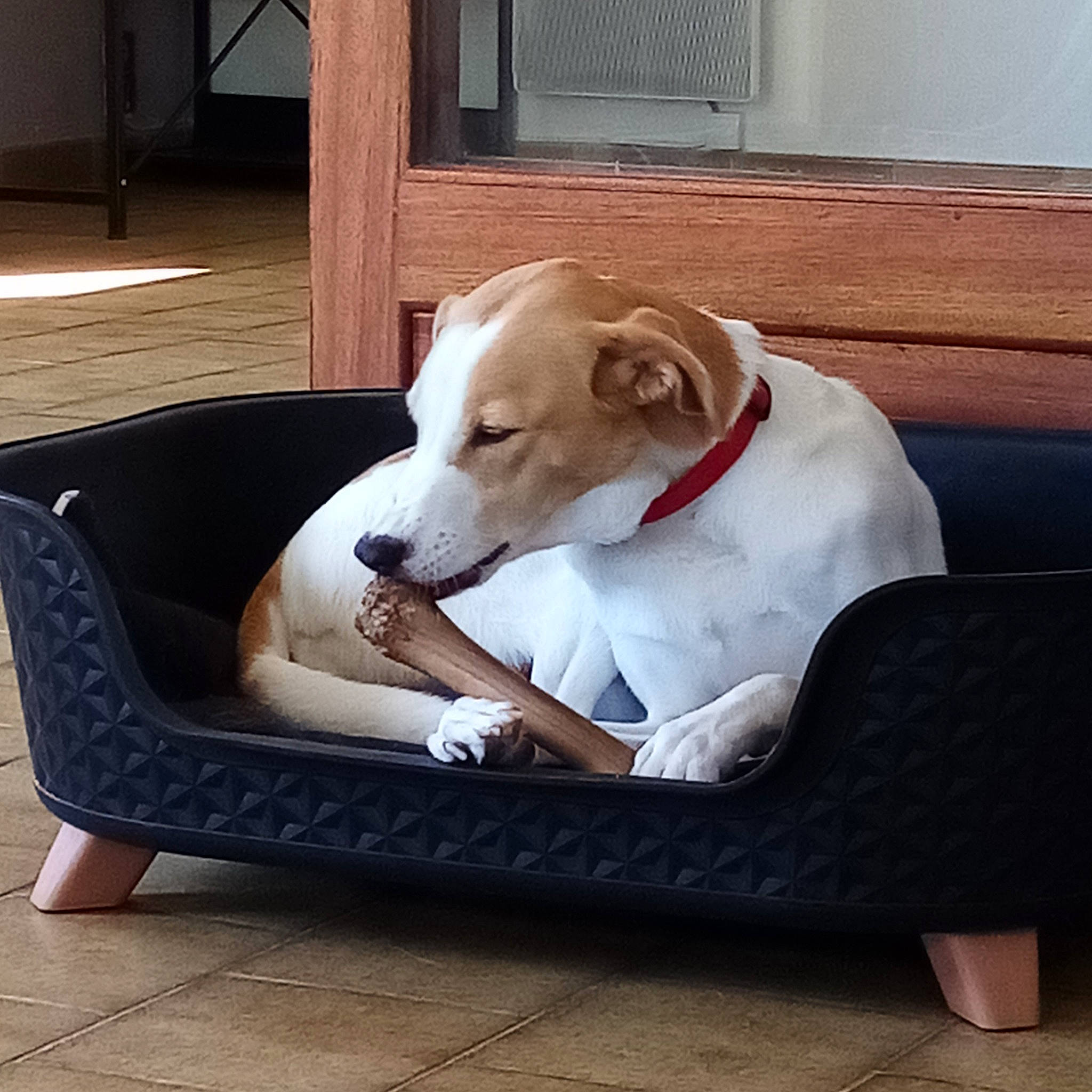 Zoé a rejoint le concours — aidez-le/la à gagner de superbes lots ! canidae, carnivore, chair, collar, comfort, companion_dog, couch, dog, dog_breed, dog_collar, dog_supply, fawn, flooring, hardwood, outdoor_furniture, pet_supply, sporting_group, tail, wood, working_animal