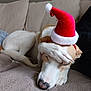 animal, blanket, canine, christmas, couch, cozy, cute, dog, fur, holiday, indoor, napping, paw, pet, red, relaxing, resting, santa_hat, sleepy, white