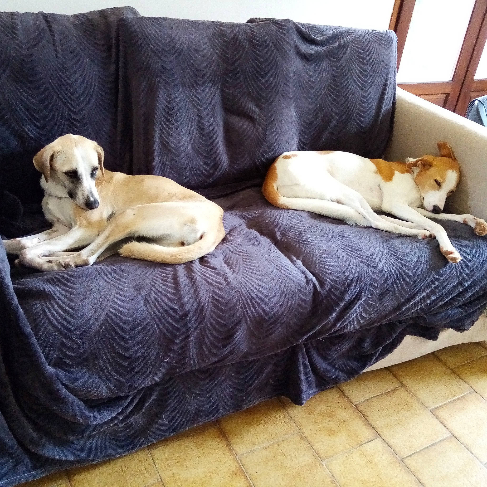 Zoé participe au concours pour gagner de l'argent avec cette photo : carnivore, comfort, companion_dog, couch, dog, dog_breed, dog_supply, fawn, felidae, flooring, furniture, hardwood, linens, pet_supply, sporting_group, studio_couch, tail, window, wood, working_animal